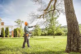 Best Tree Removal  in Alamogordo, NM